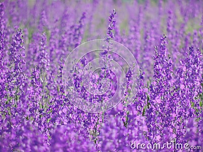 Beautiful purple flowers Stock Photo